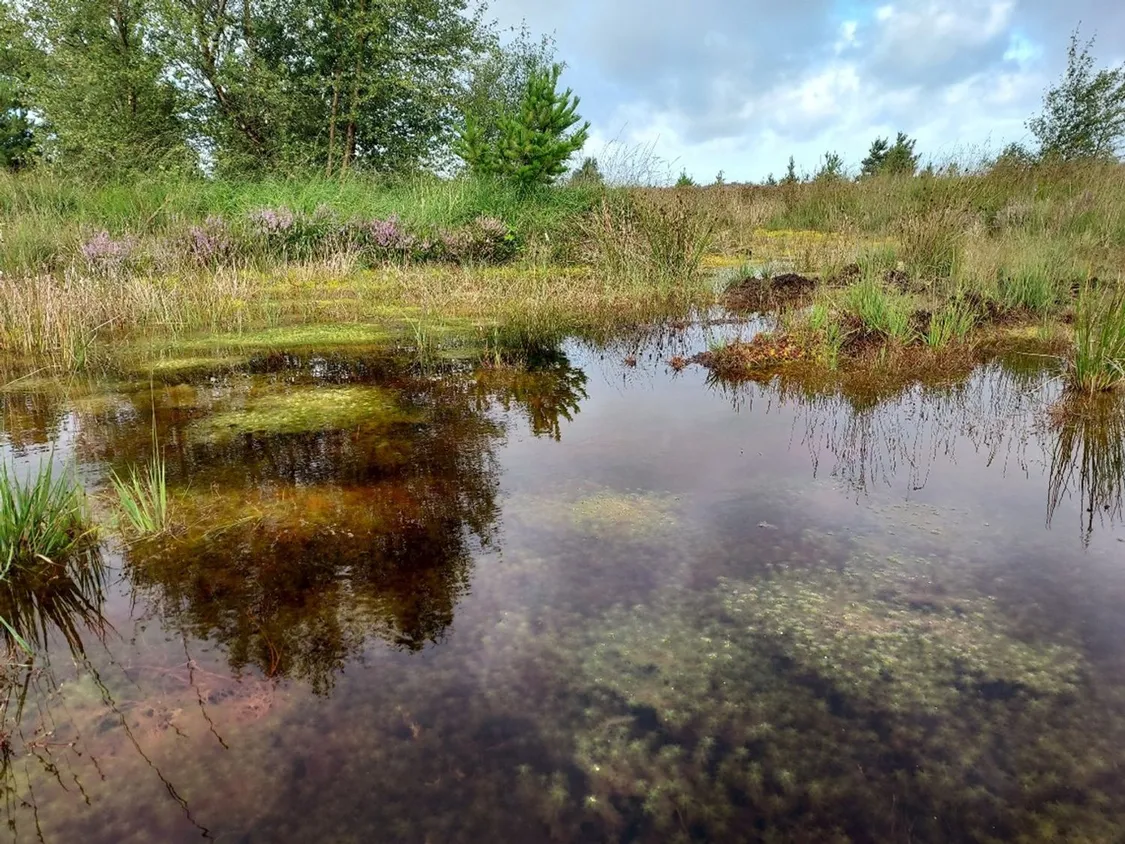 Sphagnum Moss - the bog builder Fact SheetIrish Peatland