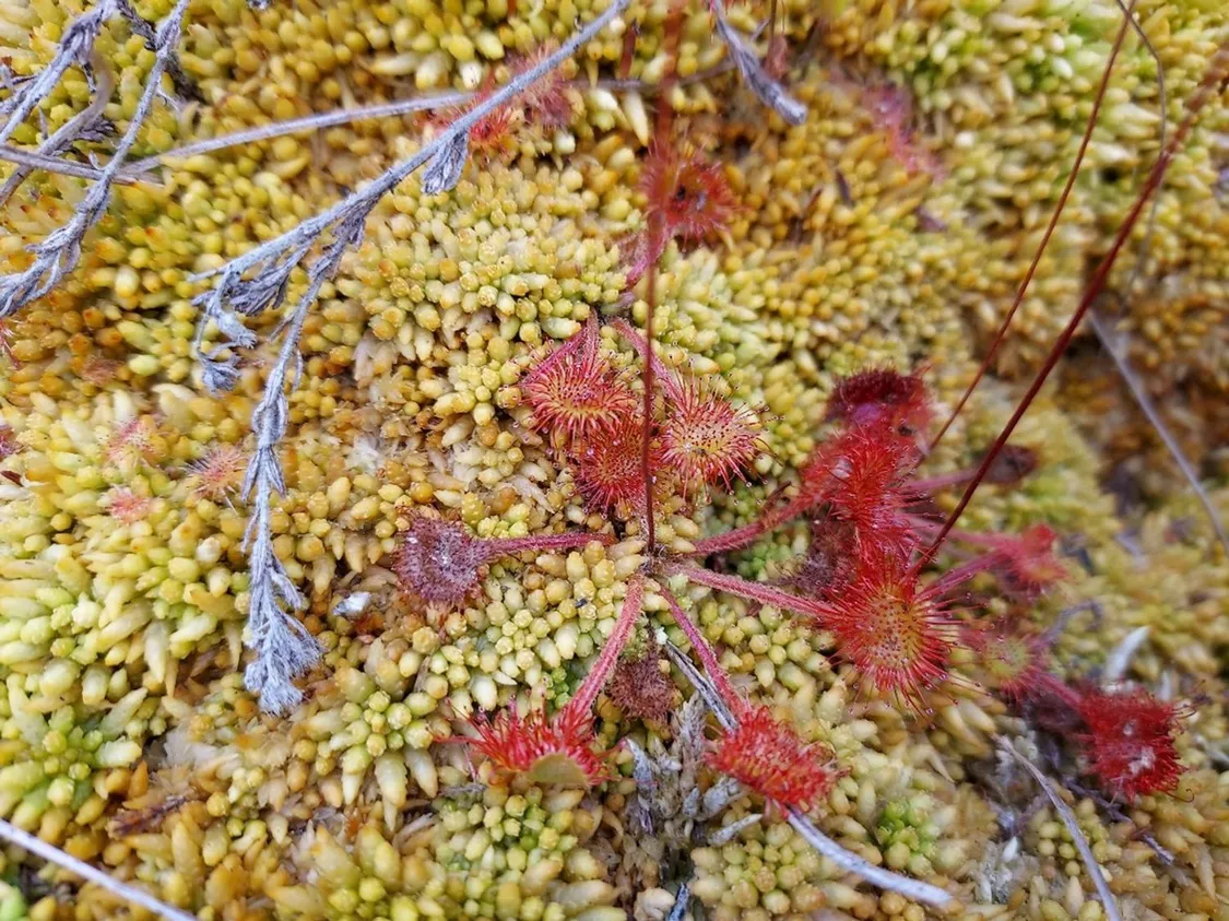 Sphagnum Moss - the bog builder Fact SheetIrish Peatland