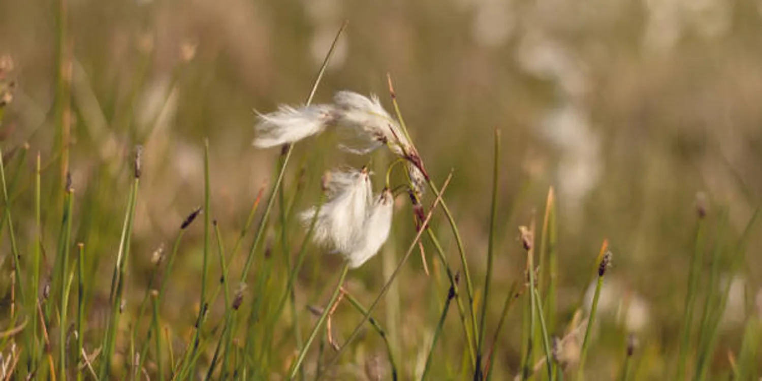 image-4b9736ca152b08b09915aad78858291520896370-612x408-jpg