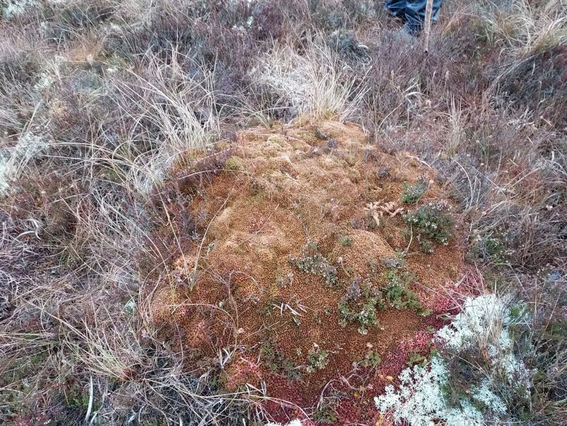 Sphagnum Moss - the bog builder Fact SheetIrish Peatland